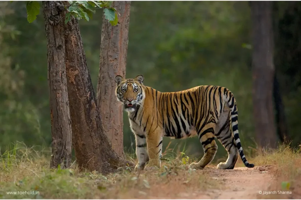 A majestic Bengal tiger stands alert on a forest trail in Bandhavgarh National Park, blending into the lush greenery with its striking orange and black stripes.