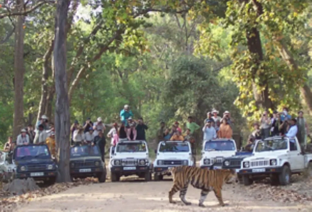 A Bengal tiger crosses a dirt road as tourists in safari jeeps observe and take photos in Panna National Park, a renowned wildlife sanctuary in Madhya Pradesh, India.